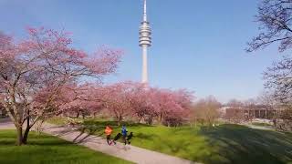 Kirschblüten 2024 im Olympiapark 🌸 [upl. by Clausen]