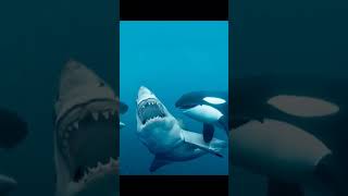 Gang Star in orca whale 😲😱 [upl. by Holds]