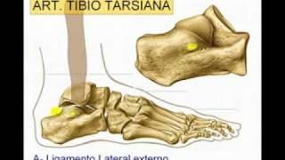 Articulacion del Tobillo Diagnostico x [upl. by Yvette]