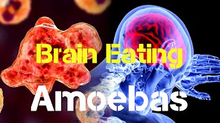 The Brain Eating Amoeba Naegleria Fowleri Explored  Possible Immunity and Infection Explained [upl. by Standing]