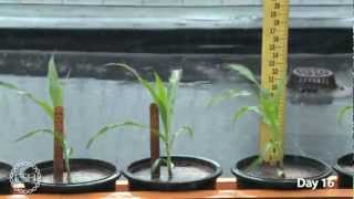 Timelapse Video of Growing Maize Plants [upl. by Atirat]