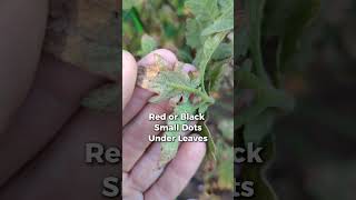 How we treat for spider mites in our organic garden using DIY insecticidal soap spidermites [upl. by Yalcrab]