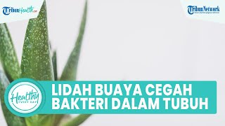 Antioksidan dalam Lidah Buaya Dapat Mencegah Bakteri dalam Tubuh Inilah Sederet Manfaatnya [upl. by Huda]