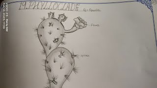 Drawing PHYLLOCLADEOPUNTIA in easy steps TheLefthandedArtist phylloclade opuntia inter [upl. by Yadsnil930]