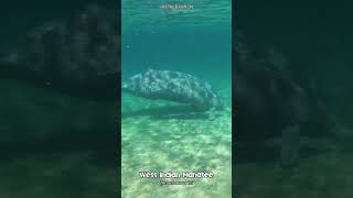 Swimming with West Indian Manatees manatee wildlife animals [upl. by Naeroled]