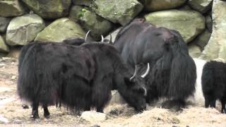 On Location The Yak [upl. by Macpherson]