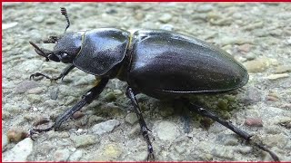 Lucanus cervus  Linnaeus 1758  Lucanidae  Femelle Lucane cerfvolant Grande biche [upl. by Onez]