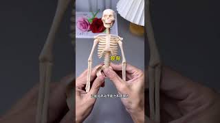 The human body model structure satisfies childrens curiosity It allows children to understand [upl. by Magnuson720]