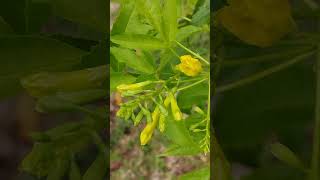 Yellow bells tecoma kuning flowers [upl. by Salter]