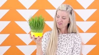 How to Grow Wheatgrass For Easter For Decor For Juicing [upl. by Brose]