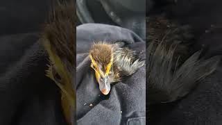 1 DAY OLD DUCKLING RESCUED FROM STORM DRAIN muscovyducklings bird duck duckies ducker [upl. by Mighell]