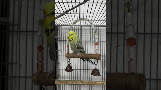 Majestic Green Budgie on Display A Stunning Perch Pose budgie budgerigarbird birds petbird [upl. by Giuditta]