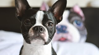 Boston Terrier Puppy Care Everything You Need to Know [upl. by Siberson58]