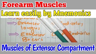 Muscles of Extensor Compartment of Forearm Learn easily by Mnemonics [upl. by Assiralc]