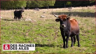 Les aurochs sont de retour en Margeride [upl. by Adnohryt]