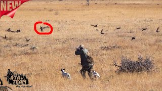 Chukar amp Grey Partridge Hunting ATA TEAM Keklik Avı [upl. by Saixela198]