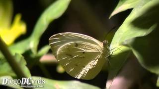 Ascia monuste orseis butterfly  Great Southern White Pierini Borboleta branca [upl. by Filippa]