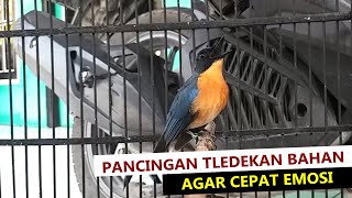 SUARA TLEDEKAN GUNUNG LOKAL PACITAN GACOR  Masteran amp Pancingan Sulingan BAKAU Supaya Bongkar Isian [upl. by Adoh]