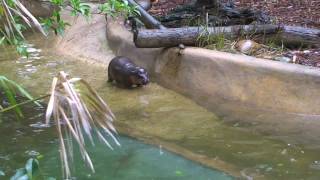 Taronga Visitors May Glimpse New Pygmy Hippo Calf [upl. by Ettenav463]