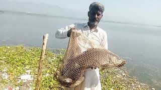 new update rawal dam fishing 🎣🎣1392024 [upl. by Zapot]