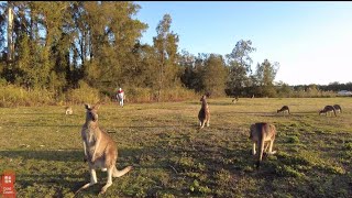 4k Kangaroos at Coombabah Reserve amp Mangrove Walk Coombabah  Gold Coast  Queensland  Australia [upl. by Notsew833]