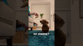 Falling asleep with cheese and a sausage dog dachshund cheese fallingasleep prank [upl. by Noiroc]