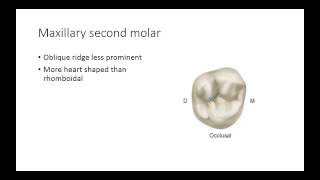 Dental Anatomy Permanent Molars [upl. by Hamner]