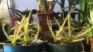 How to grow Carnivorous plants Detailed King Sundew Drosera regia Care and Culture [upl. by Dric440]