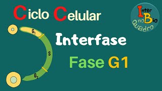 Interfase  Introdução e Fase G1 [upl. by Vance947]