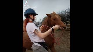 Forcefree headcollar training with feral rescue pony Amber equestrian positivereinforcement [upl. by Gil]