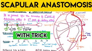 Anastomosis around scapula  scapular Anastomosis [upl. by Hyo563]