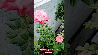 Beutiful pink rose flower pinkrose rosegarden plants [upl. by Aerua]