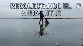 Recolectando el ahuautle en el lago de Texcoco [upl. by Eisset5]