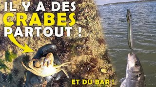 Des CRABES sous tous les rochers et du BAR au leurre de surface  Pêche à pied en Bretagne [upl. by Leandre508]