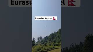 Eurasian kestrel Nepal 🇳🇵 nature peace birdwatching [upl. by Anirbed13]