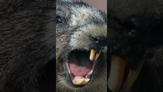 Natures Best Alarm System 🚨Marmots in Montana on the Lookout [upl. by Nerol937]