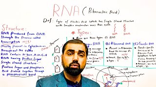 One shot RNA  ribonucleic acid  structure of RNA  types of RNA  class 11 in Urdu Hindi [upl. by Oirtemed356]