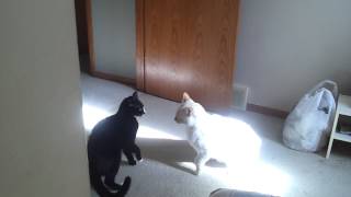 Cat fight  white cat vs black cat [upl. by Yeniar]