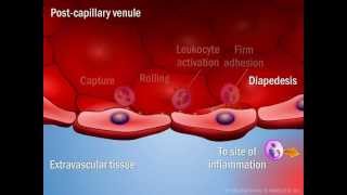 Novel Agents for the Treatment of Crohns Disease [upl. by Nylyak]