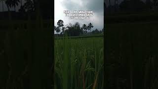 jangan dengarkan kata orang sawah sawahyangindah sawahku [upl. by Adnahsar748]