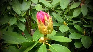 Rhododendron Garden Tour at Kincaids Nursery  Take a Walk Through My Landscape [upl. by Mauralia]