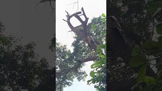 Sabarinathan tree cutter pattukkottai namma work eppadi iruku friends [upl. by Anirav]