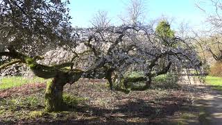 Op wandel in het Arboretum in Bokrijk [upl. by Amal851]