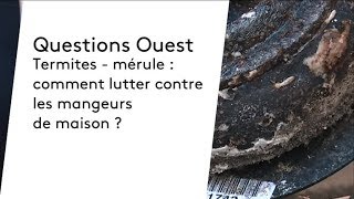 Mérule et termites  les parasites mangeurs de maison [upl. by Orin]