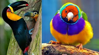 Découvre Les 10 Oiseaux Les Plus Beaux Du Monde [upl. by Annaoy341]