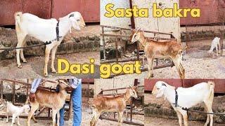 Sasat bakra desi goat female available in Hyderabad tigal Kunta gudi ka dawakhana [upl. by Eilsehc]