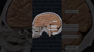 Sagittal section of the skull with the brain included [upl. by Atinad373]