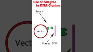 Use of adaptors in DNA cloning cloning animation [upl. by Seel]