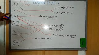 Lumbar Plexus  Anatomy [upl. by Annie]