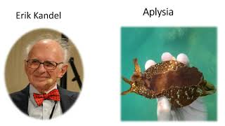 habituation to repeated stimulus at the level of the synapse Erik Kandel experiment on Aplysia [upl. by Tonry158]